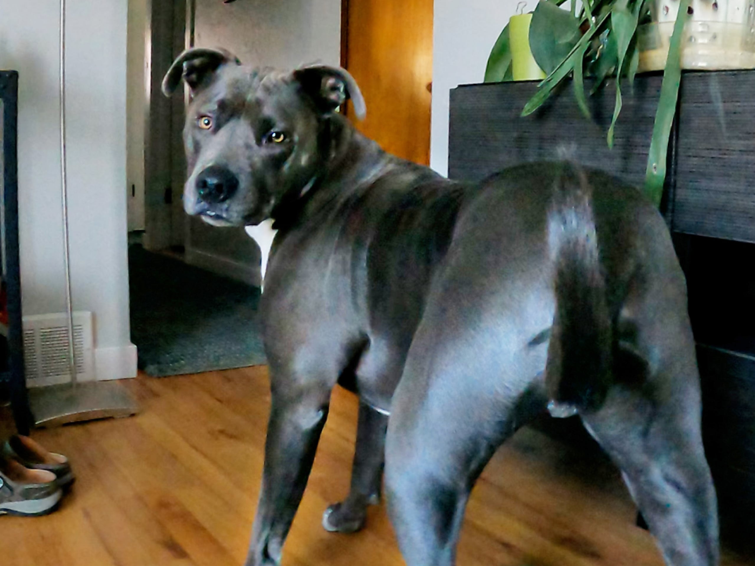 Why Do Some Dogs Have Yellow Eyes